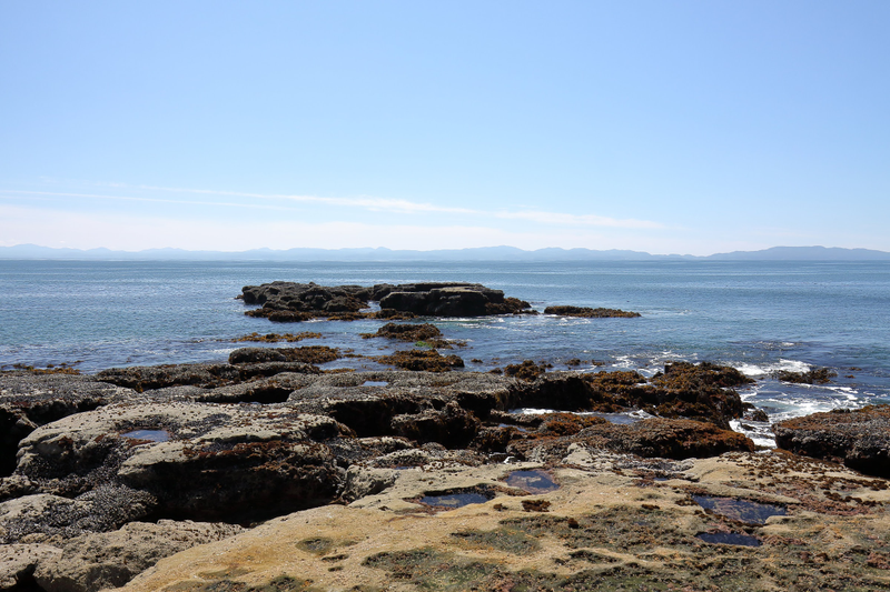 Illustration for article titled Pics from the (Ocean Floor): 2018-05-05 at Botanical Beach